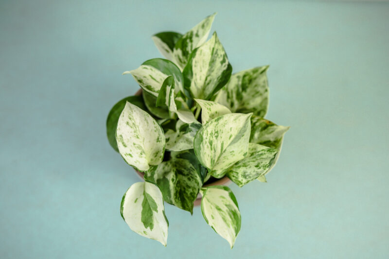 Epipremnum Happy Leaf Epipremnum Happy Leaf