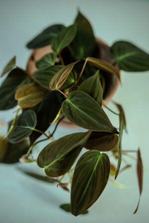 Philodendron Micans
