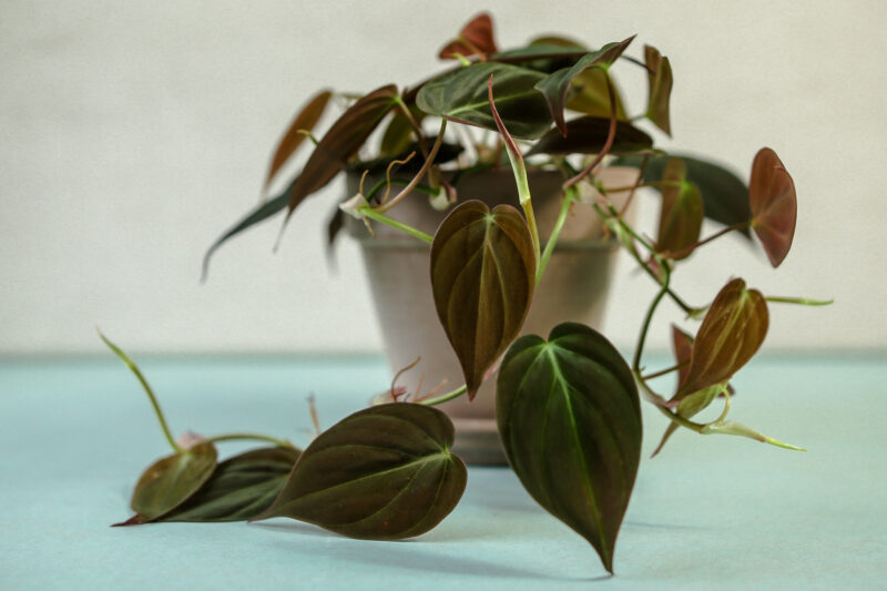 Philodendron Micans Philodendron Micans