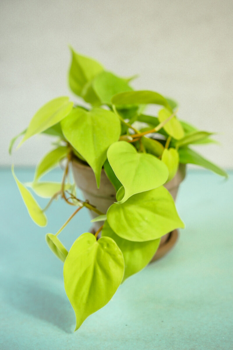 Philodendron scandens ‘Lemon Lime’