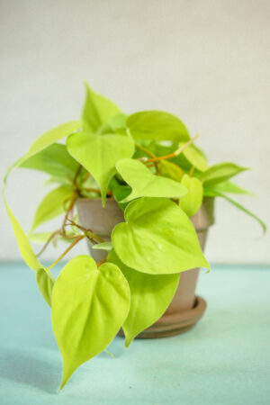 Philodendron scandens ‘Lemon Lime’