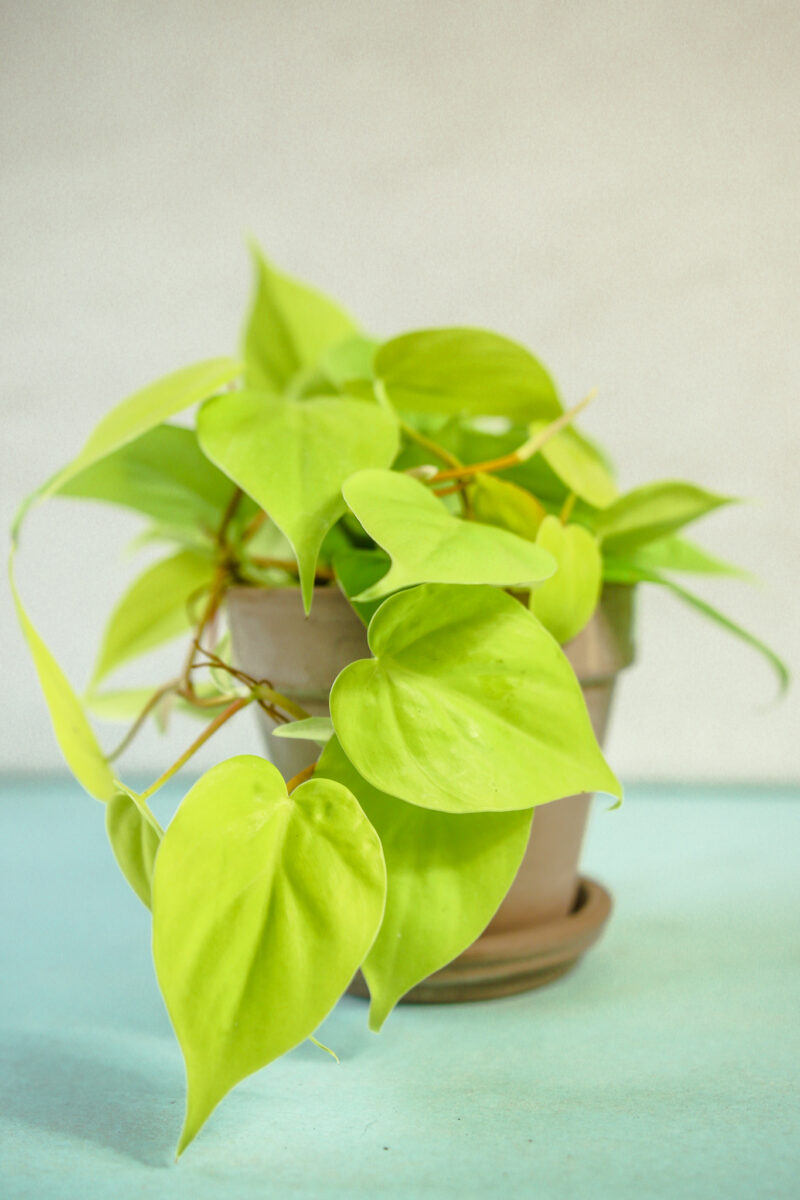 Philodendron scandens ‘Lemon Lime’