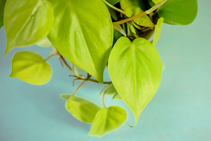 Philodendron scandens ‘Lemon Lime’