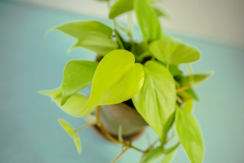 Philodendron scandens ‘Lemon Lime’