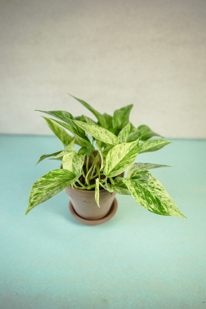 Epipremnum Marble Queen