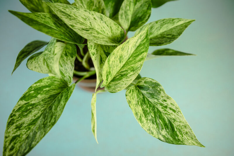 Epipremnum Marble Queen