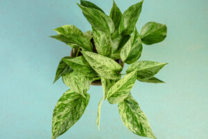 Epipremnum Marble Queen