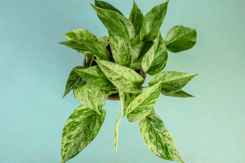Epipremnum Marble Queen
