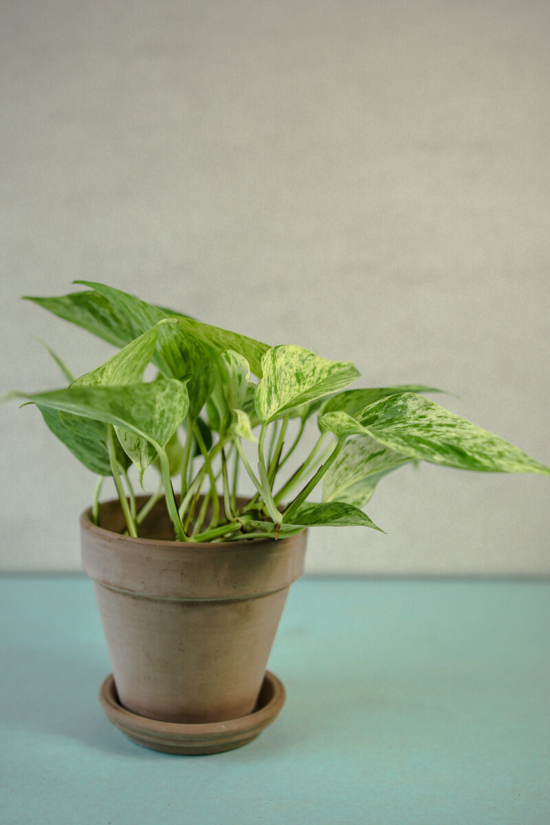 Epipremnum Marble Queen