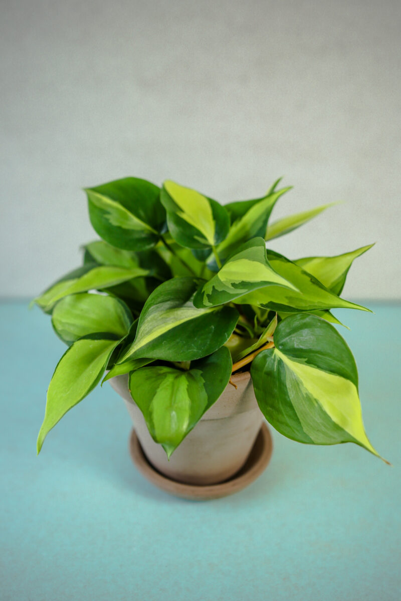 Philodendron scandens Brasil
