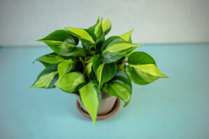 Philodendron scandens Brasil
