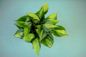 Philodendron scandens Brasil