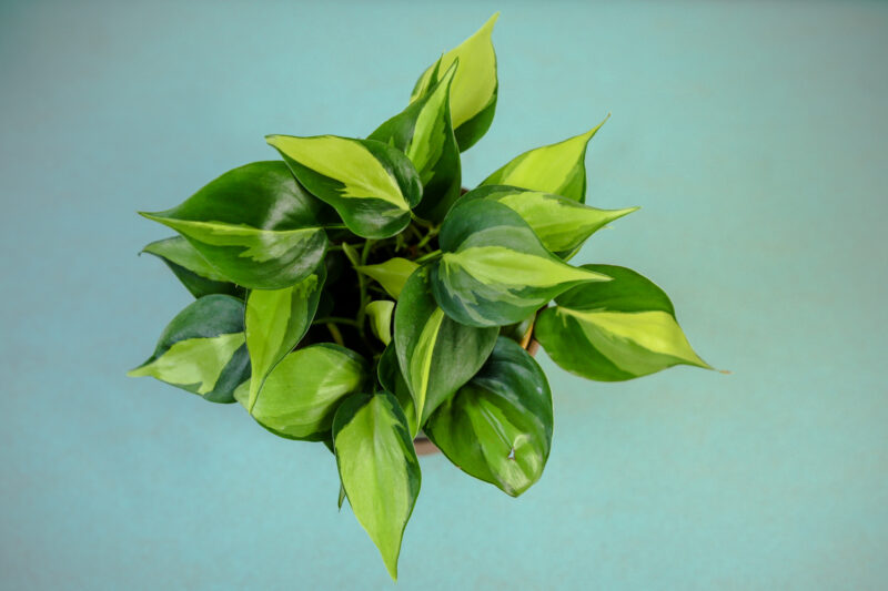 Philodendron scandens Brasil