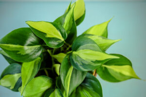 Philodendron scandens Brasil