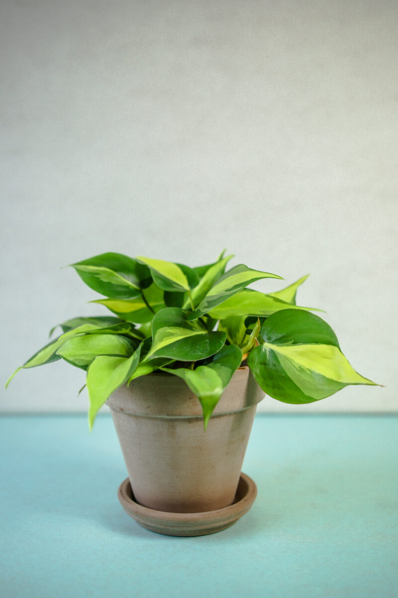Philodendron scandens Brasil