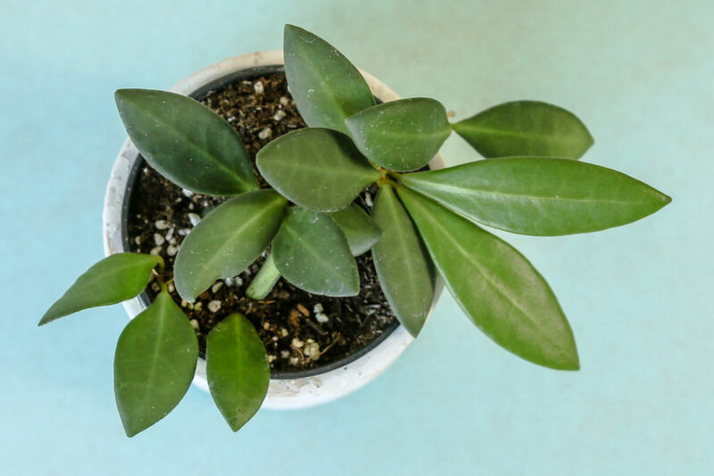 Hoya Burtoniae