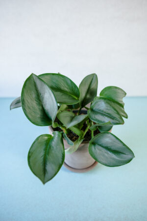 Scindapsus Moonlight