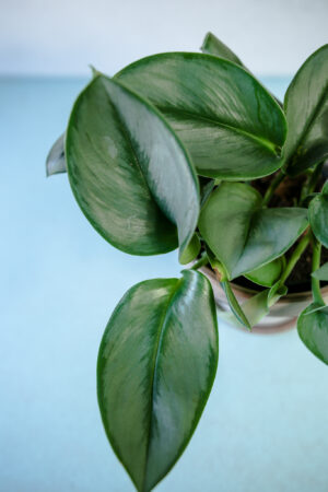 Scindapsus Moonlight