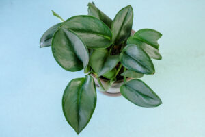 Scindapsus Moonlight