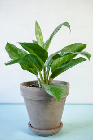 Aglaonema ‘Lemon Mint’