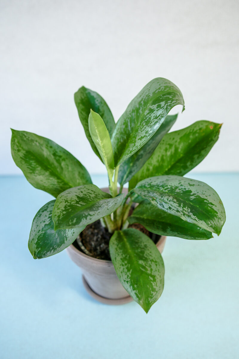 Aglaonema ‘Lemon Mint’