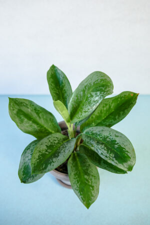 Aglaonema ‘Lemon Mint’
