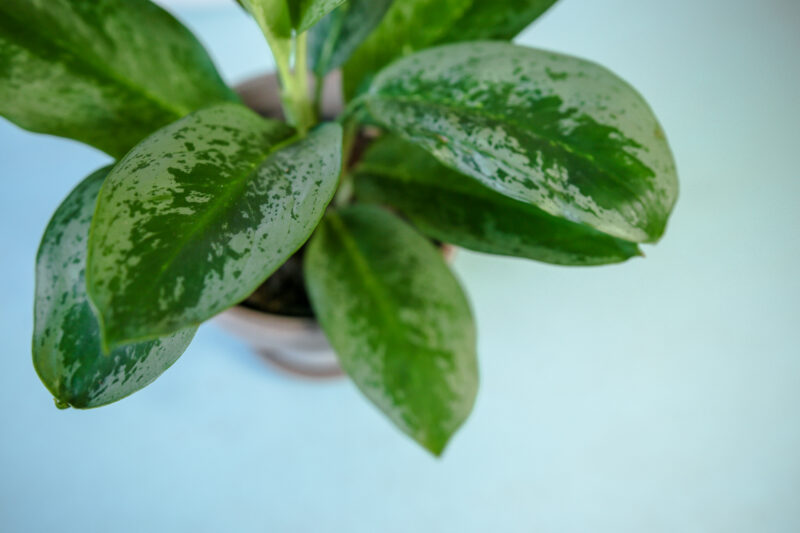Aglaonema ‘Lemon Mint’