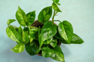 Epipremnum pinnatum Global Green