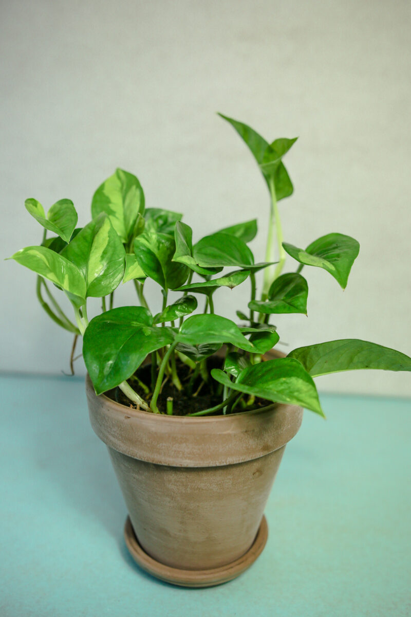 Epipremnum pinnatum Global Green