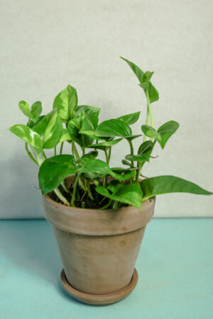 Epipremnum pinnatum Global Green
