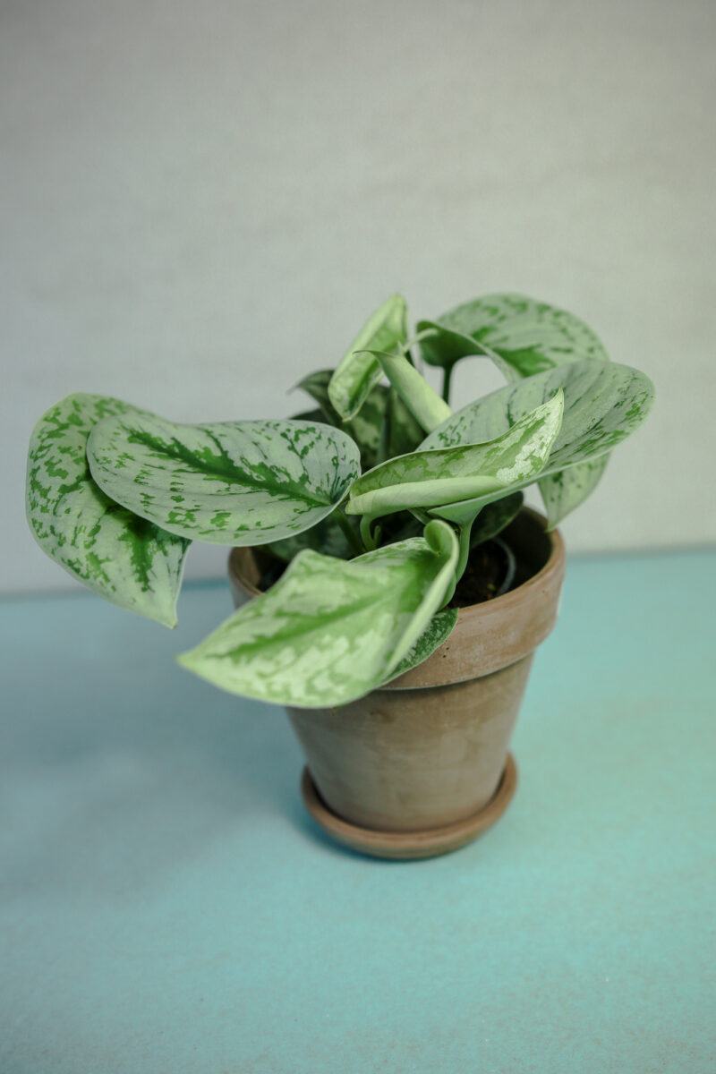 Scindapsus pictus Trebie