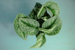 Scindapsus pictus Trebie