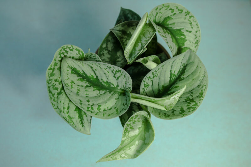 Scindapsus pictus Trebie