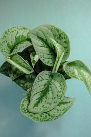 Scindapsus pictus Trebie