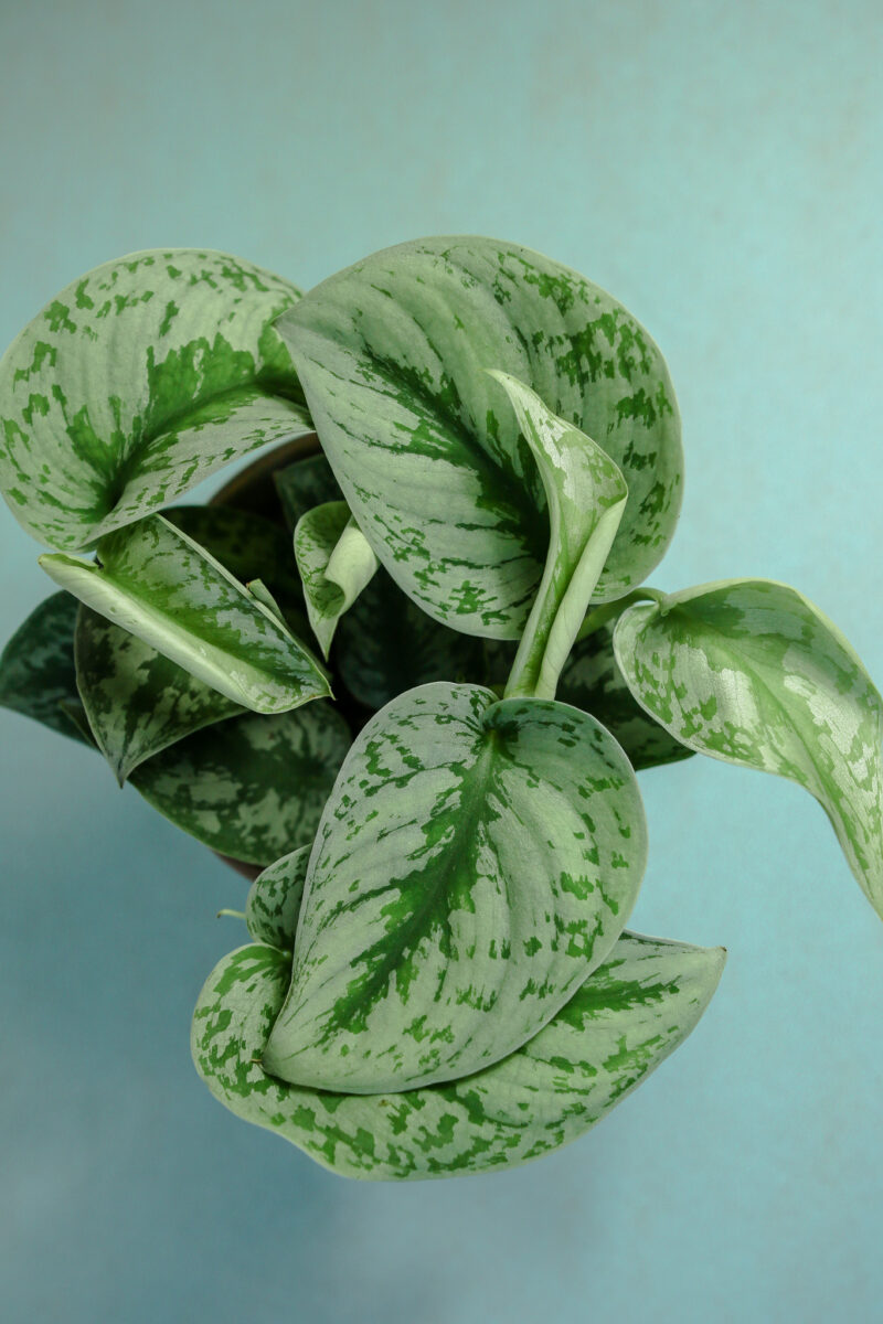 Scindapsus pictus Trebie