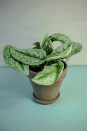 Scindapsus pictus Trebie