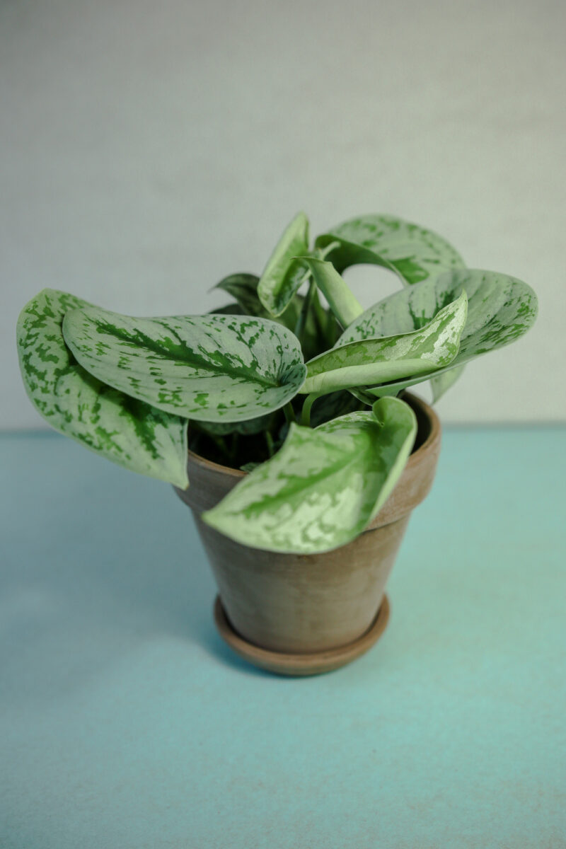 Scindapsus pictus Trebie