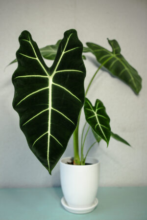 Alokazja Micholitziana Maxkowskii ‘Frydek’