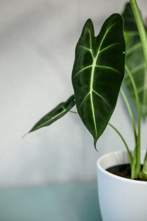 Alokazja Micholitziana Maxkowskii ‘Frydek’