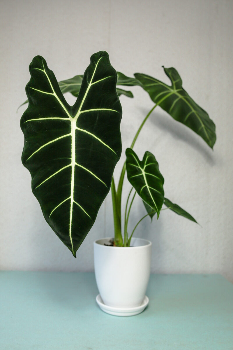 Alokazja Micholitziana Maxkowskii ‘Frydek’