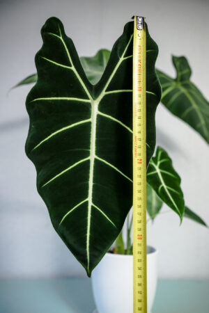 Alokazja Micholitziana Maxkowskii ‘Frydek’