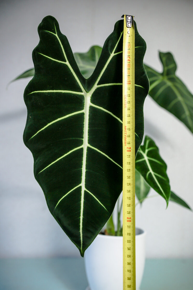 Alokazja Micholitziana Maxkowskii ‘Frydek’