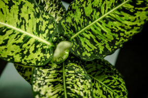 Dieffenbachia Reflector