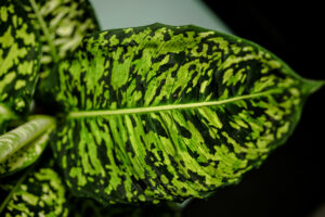 Dieffenbachia Reflector