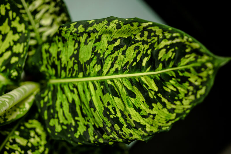 Dieffenbachia Reflector