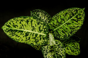 Dieffenbachia Reflector
