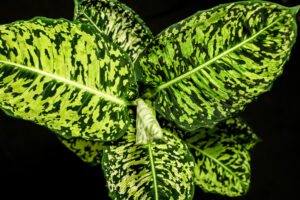 Dieffenbachia Reflector