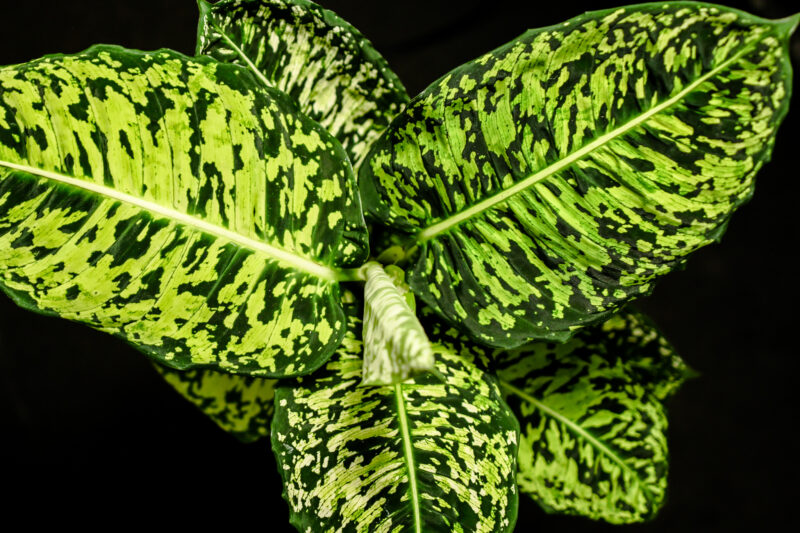 Dieffenbachia Reflector