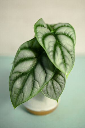 Alocasia Silver Dragon