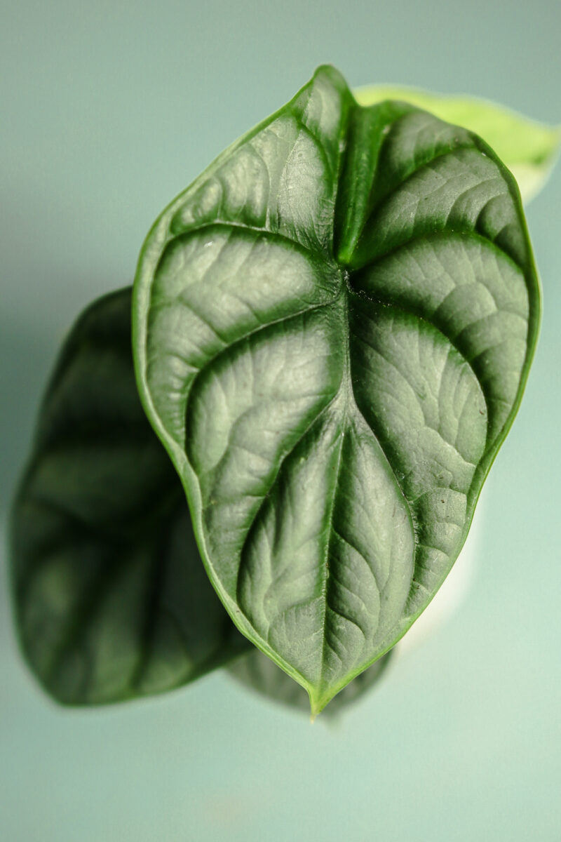 Alocasia Silver Dragon